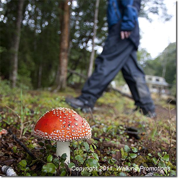 Kepler Trek, Red Mushrooms on the Trail Hiking near Moturau Hut