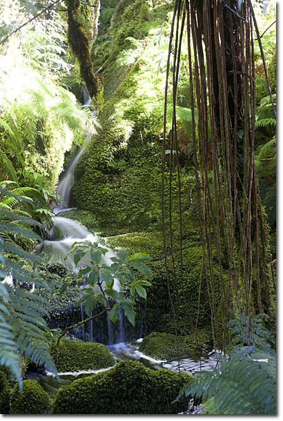 Milford Trek, New Zealand - Small Waterfall