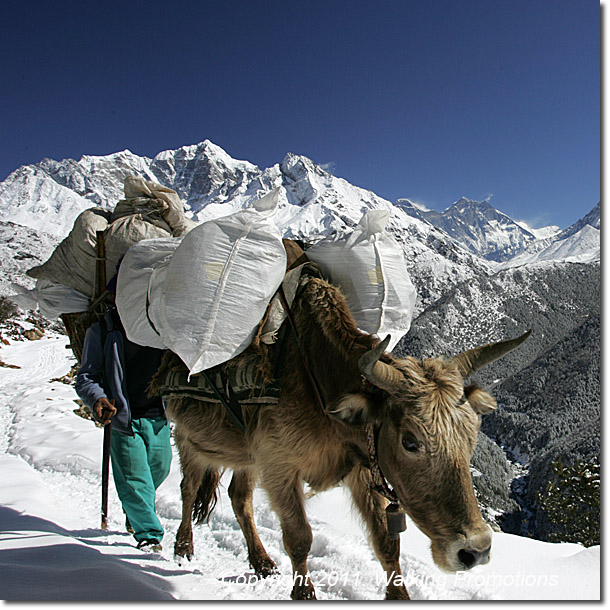 Everest Gokyo Ri Trek - Yaks seen while Hiking from Namche Bazaar to Dolme, Nepal