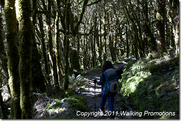 Routeburn Trek, Hiking from the Divide to Lake MacKenzie, New Zealand